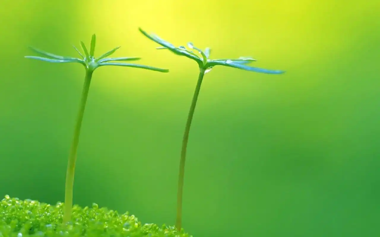 绿色护眼植物高清图片电脑壁纸高清大图预览1920x1200_植物壁纸下载_