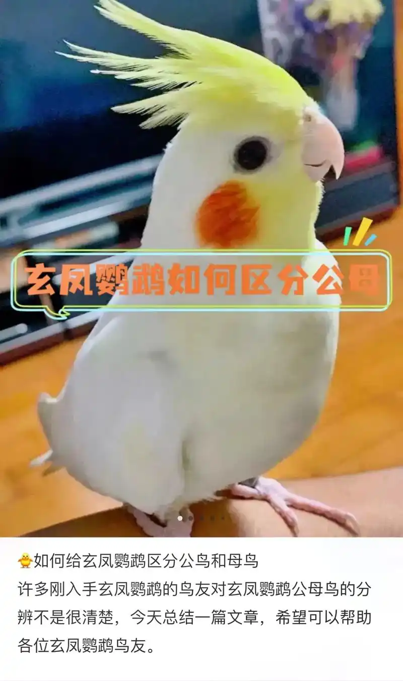 简单学一下玄凤黄化原始灰珍珠分辨公母 #玄凤 #鹦鹉00 # - 抖音