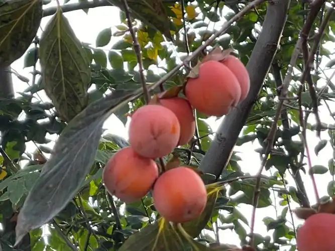 树上挂满灯笼果