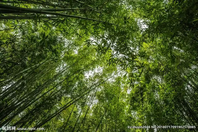 竹林图片