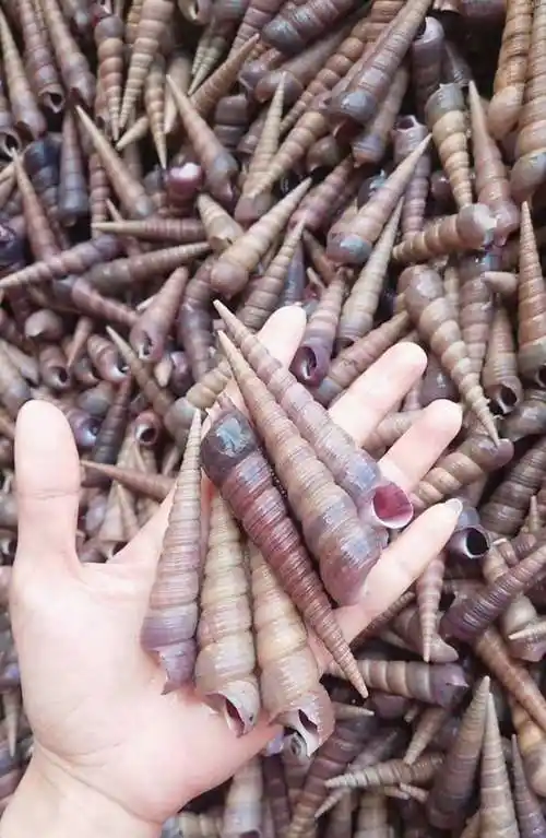 南美白对虾之家_水产交易网上市场:成品交易|种苗供求|养殖用品