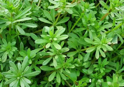 春风吹又生的阔叶草来了!以下治理措施要牢记_杂草