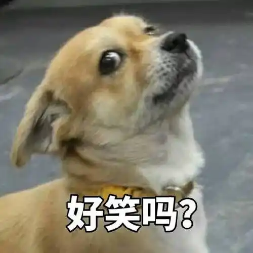 萌宠汪星人好笑吗你在笑什么憨憨可爱gif动图_动态图_表情包下载_soo