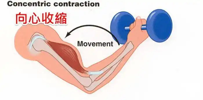 肌肉收缩傻傻分不清_过程