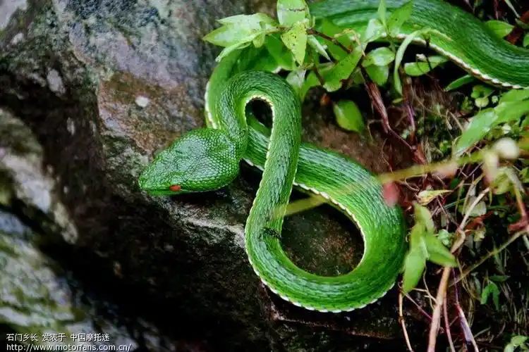 鉴别:真蛇还是假蛇?图 - 第3页 - 跨骑车论坛 - 摩托车论坛 - 中国摩
