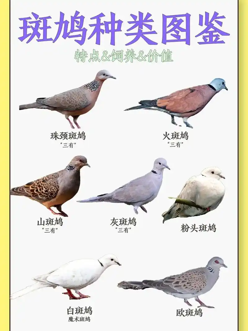 斑鸠种类图鉴.斑鸠属于杂食性动物,主食:苞米(玉米 ),谷子 - 抖音