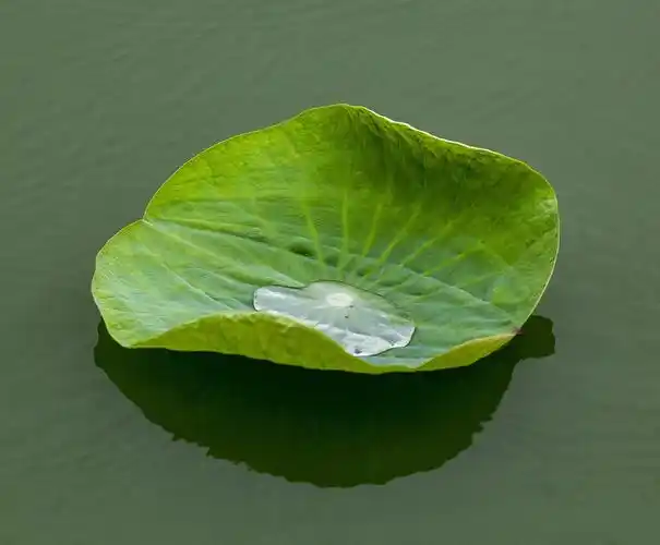 2020年9月29日上午在园子里拍雨后水面上的荷花!