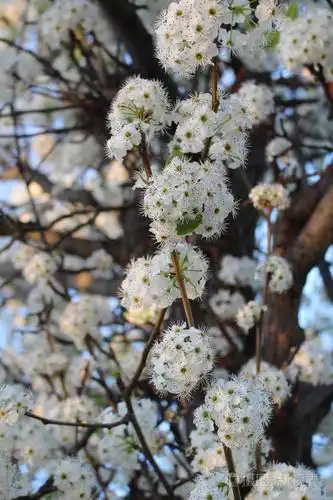 有许多花的樱桃树