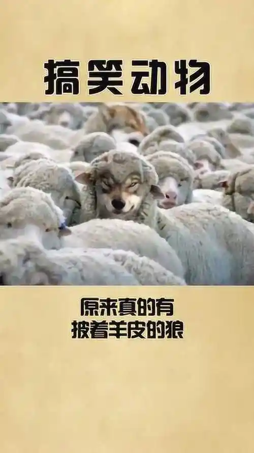 原来真的有披着羊皮的狼,大哥你真的是羊吗?