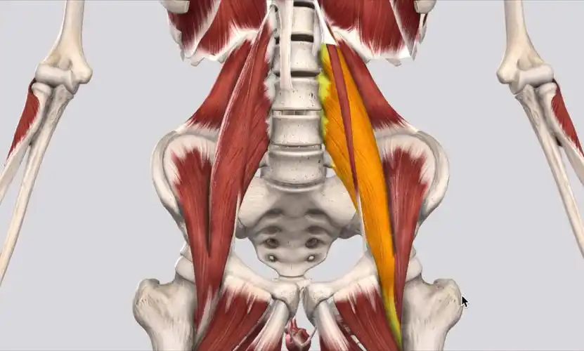 腰大肌的秘密上真正的精细解剖腰大肌