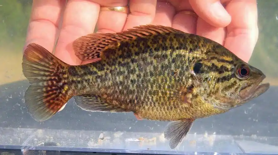 太阳鱼多少钱一斤(太阳鱼侵入四川) - 深圳信息港