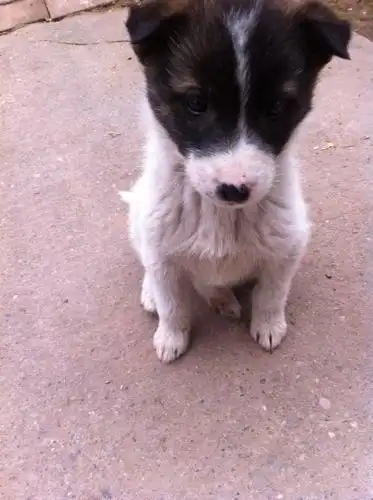 这种土狗小时候是黑白色,长大了还会是黑白色吗