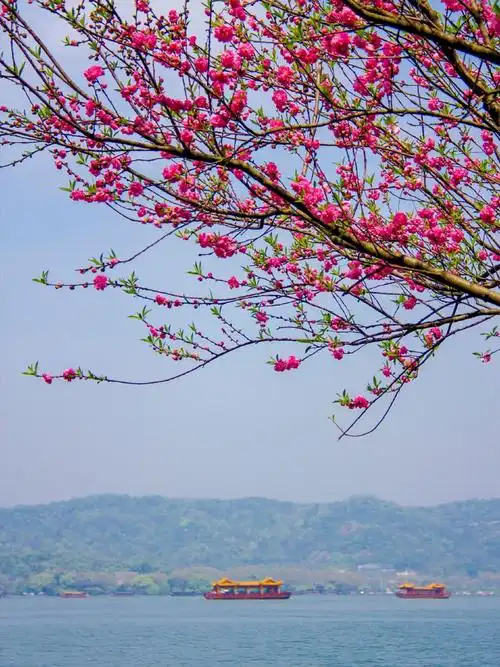 烟波岸边桃花红,细柳长垂绿春风_keep