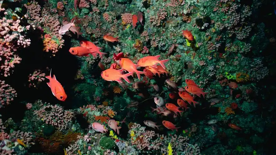 精选海洋世界深海鱼群桌面壁纸 第二辑