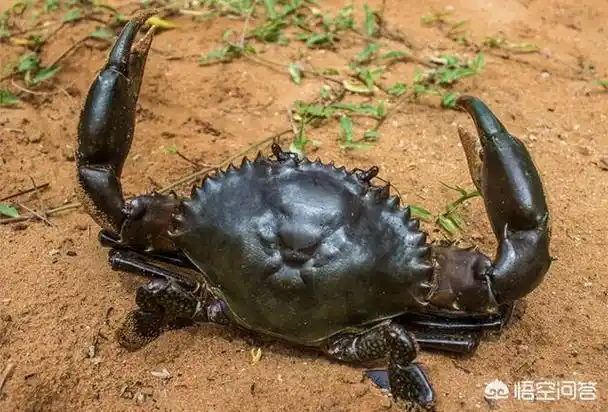 2斤野生青蟹王,如何分辨青蟹王是不是野生的? - 石塘网