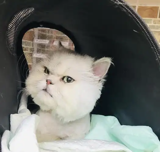 或许有养金吉拉的朋友吗?长毛猫也行,能进来交流下吗球球了