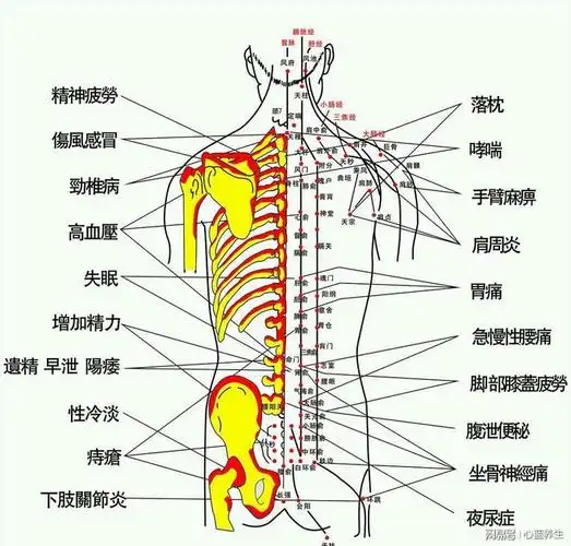 秋后按背,长命百岁,按摩背部的好处你知道多少