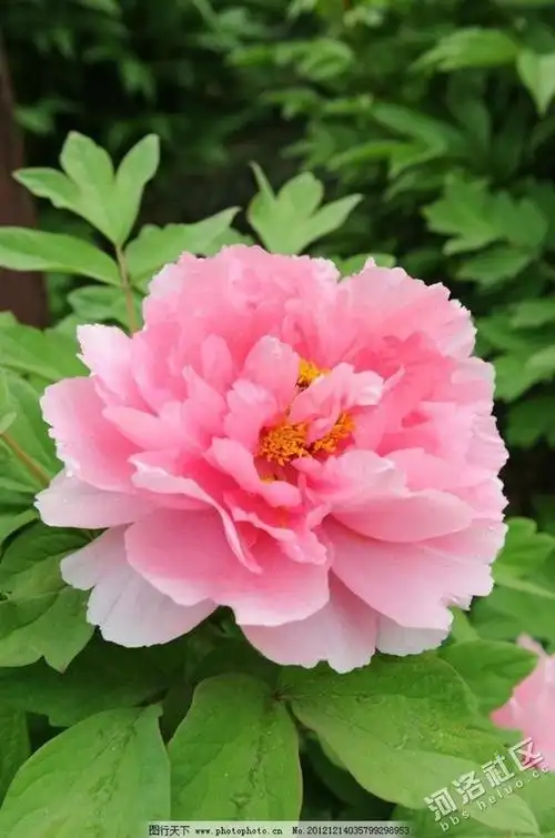 深秋清晨,好运相随 送你富贵牡丹 祝您荣华富贵 财源滚滚 - 牡丹花会