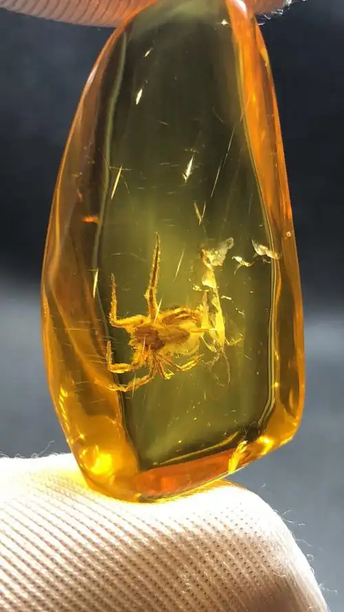 古生物学家琥珀里发现距今一亿年蜗牛细致到能看出眼睛,欣赏虫珀