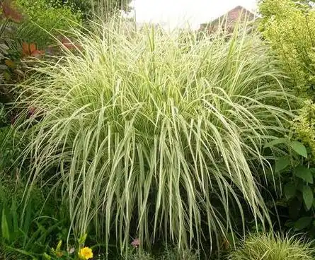 6710种常用观赏草品种图鉴