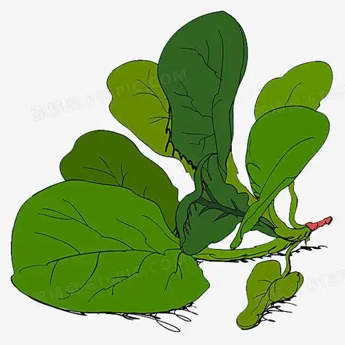 手绘菠菜