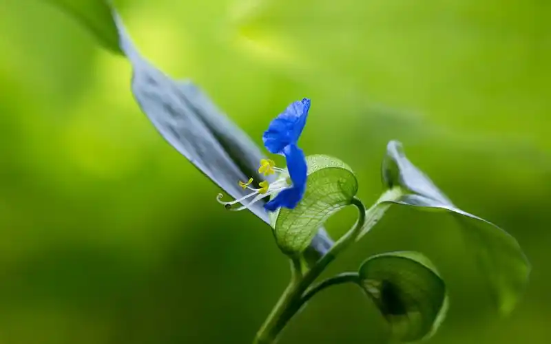 护眼,花未眠,绿色,清新,植物,唯美,一朵花,masarukuroda,风景花朵壁纸