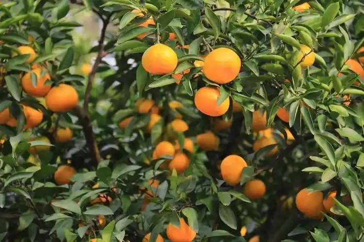 晚秋天凉好韵诗《七律》傍晚秋风菊桂香 - 【近体诗