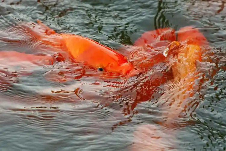 北京61皇家园林里的红鲤鱼年年有余冯黎摄影