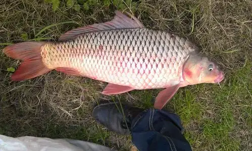 主题陈浩南长江鲤鱼是湘江下去的种