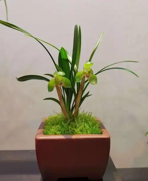 北固山兰花展【原创】