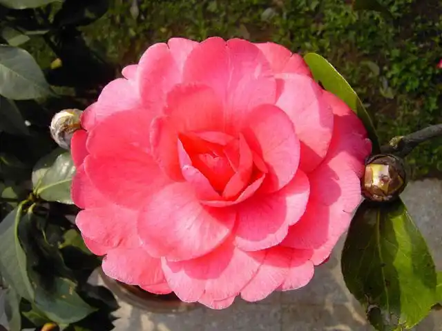 大朱砂(茶花的种类之一)_尚可名片