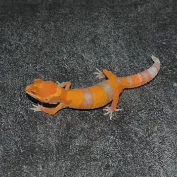 豹纹守宫蜥蜴宠物一物一图入门爬宠活体温顺另类萌宠可爱新手异宠