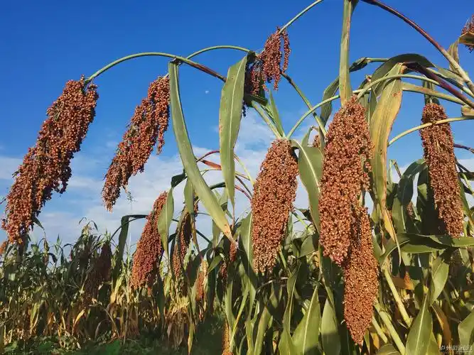 8亿 泸县13万亩酿酒高粱迎来丰收季