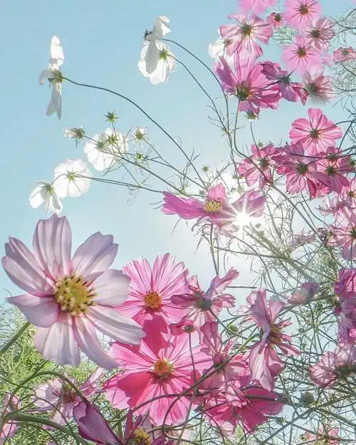 手机拍格桑花照片,路边不起眼小花,也可以很好看