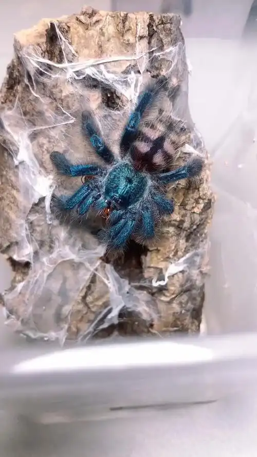 7l油彩粉红趾喂食#捕鸟蛛#