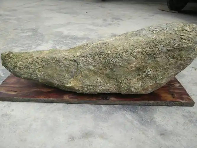 石头有奇怪的花纹,有的像虫,树叶很多奇怪的花纹,可算奇石,请高手指点