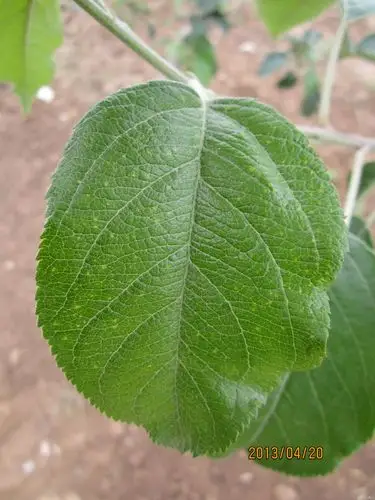 苹果影音先锋有斑点-影音先锋ios苹果版/影音先锋苹果版怎么下/影音先