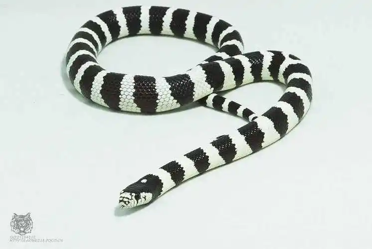 展开全部 这是黑白王蛇,没有毒的.