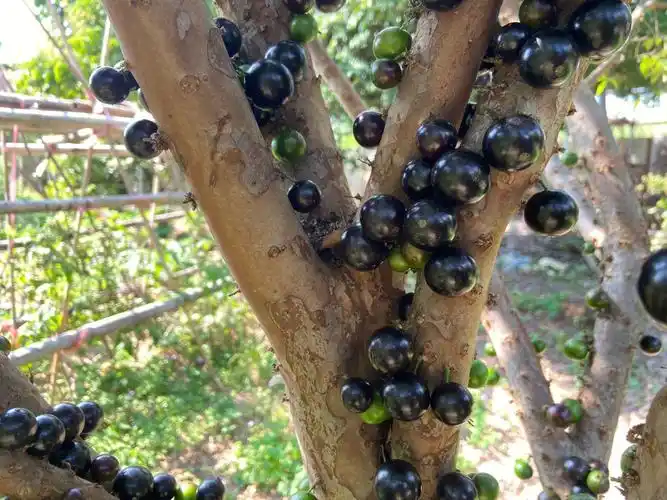 四棵嘉宝果树全都结满了果0000