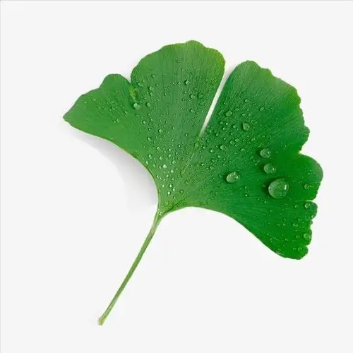 各种各样的叶子 - 美篇