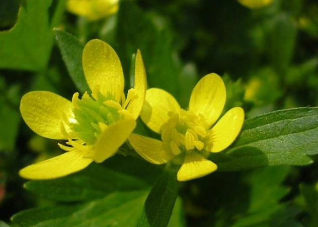 茴茴蒜_草本类_植物库_植物网