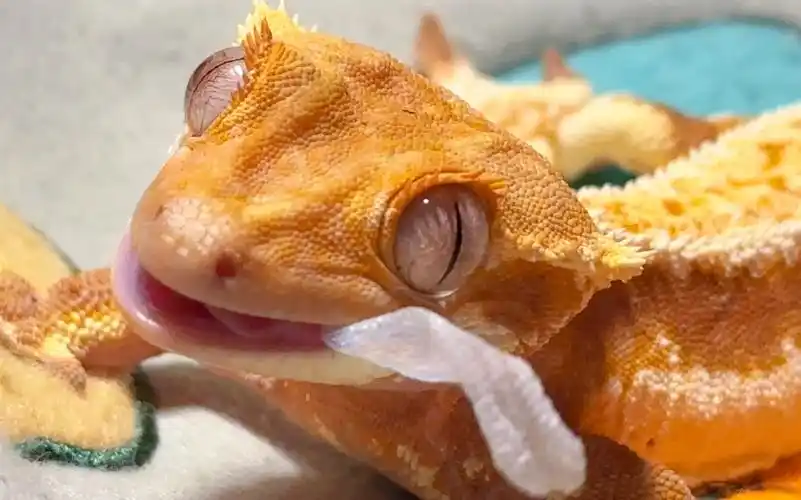 【睫角守宫】给大家表演一个自产自销