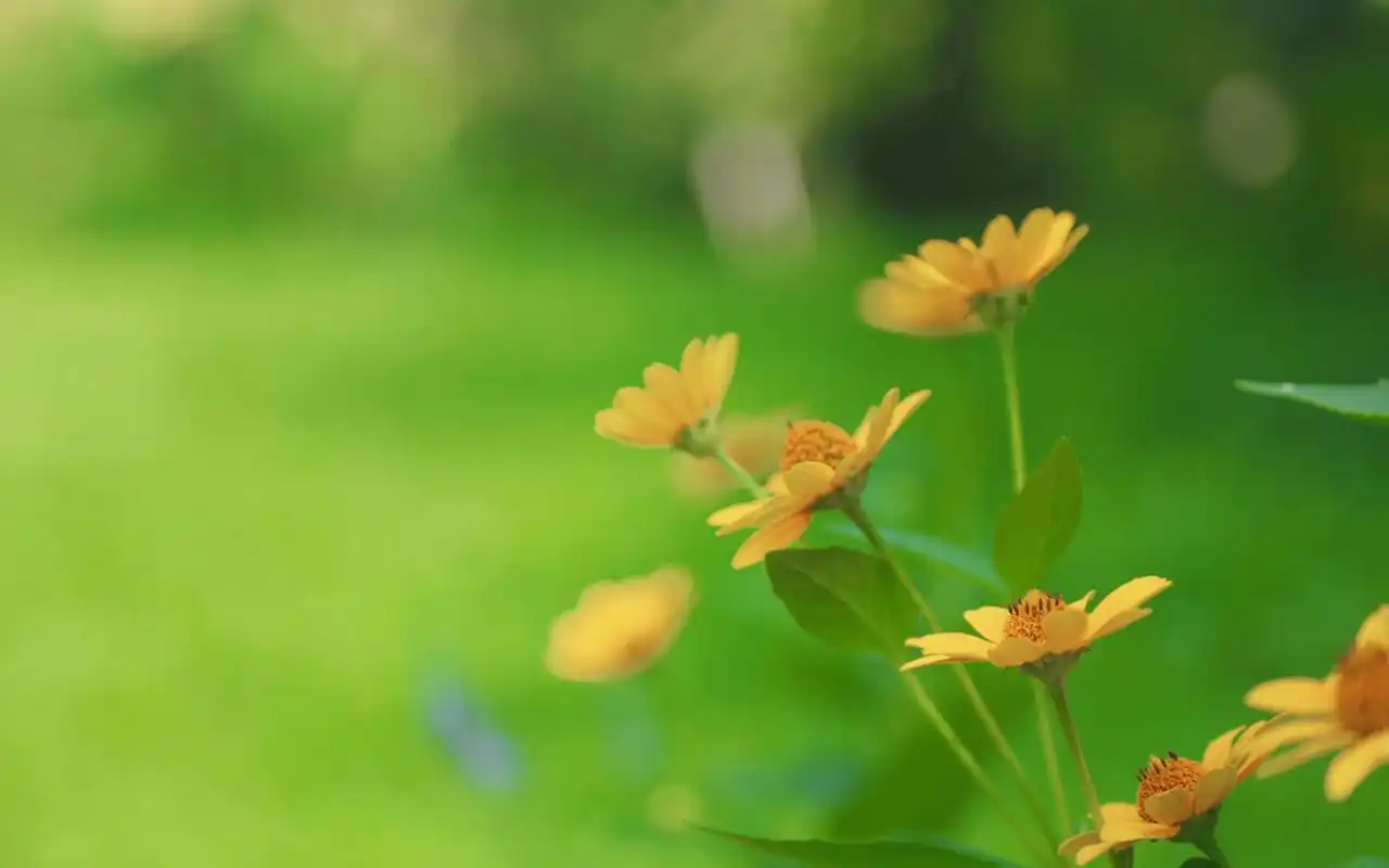 首页 桌面壁纸 植物壁纸 绿色护眼植物图片摄影图片电脑壁纸 上一张