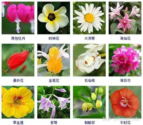 植物花名大全图片花卉图片大全及花名