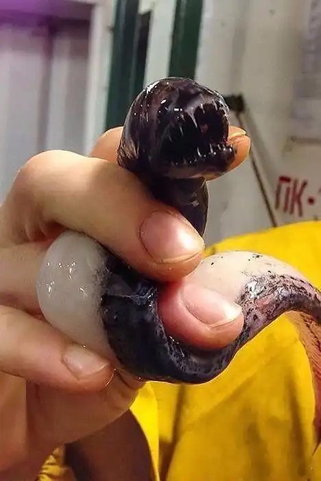 世界上最丑的鱼