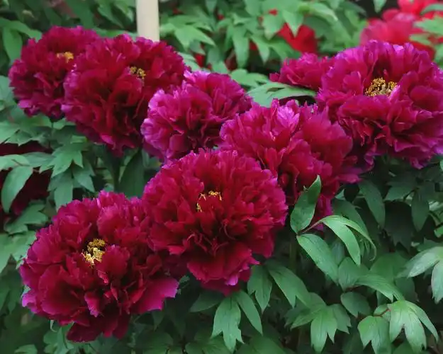 首页 鲜花 牡丹花 红牡丹,春天的花朵 壁纸 红牡丹,春天的花朵 壁纸