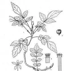 黄连的简笔画怎么画