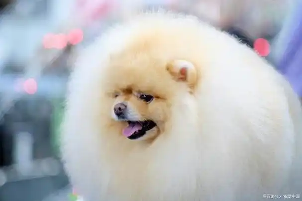 博美犬:一种可爱又有要求的小型犬