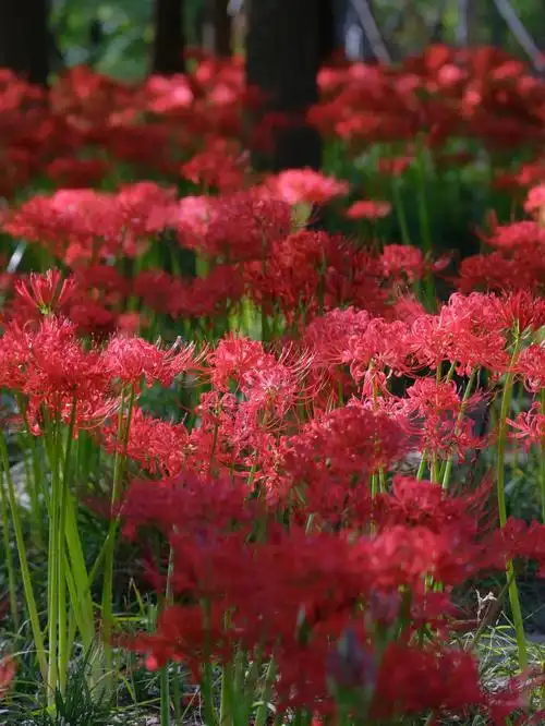 北龙湖的彼岸花海
