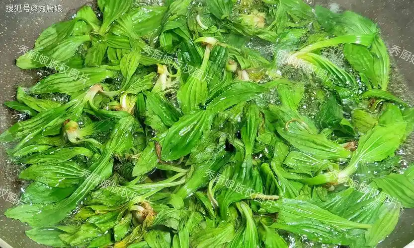 车前草,又名车前子草,车轮菜,牛舌草,是一种多年生草本植物,广泛分布